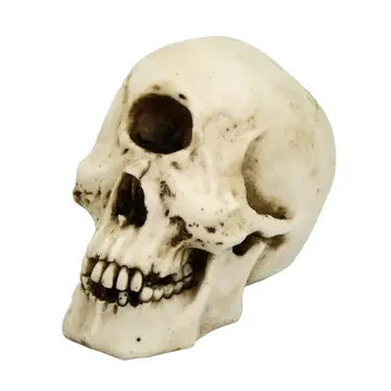 PACIFIC TRADING Cyclops Skull